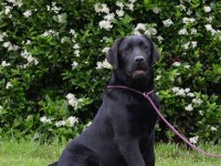 Labrador Retriever - Canisa CLAUSWEB